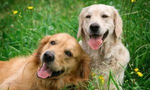 Glückliche Hunde Freunde Lachen
